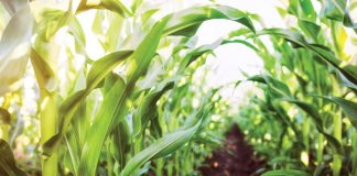 A look at the maize crop quality of the 2013/2014 production season