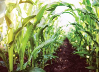 A look at the maize crop quality of the 2013/2014 production season