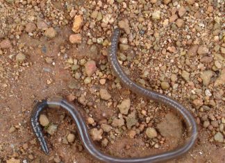 Grondbewoners wat grondkwaliteit bevorder onder die vergrootglas