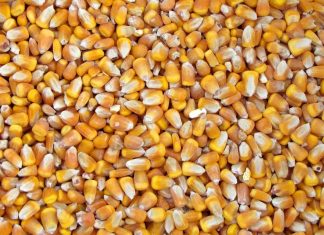 Geelmielie-reekse na weste uitgebrei