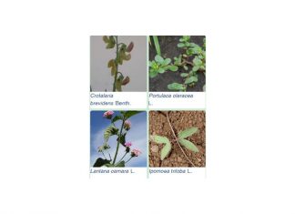 Feedback on WIKWIO: The third technical workshop