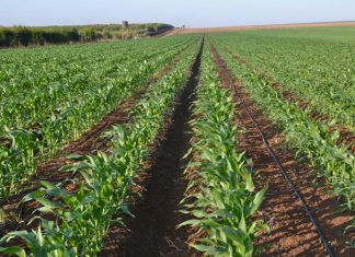 Het jy geweet lusern, mielies en skape kan ook jou winste verhoog?