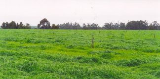 Molecular genotyping of target-site resistant ryegrass: A harsh reality…