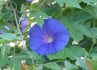 RANKENDE ONKRUIDE: ‘n Kopseer in mielieproduksie