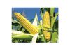Quality overview of the 2020 maize crop