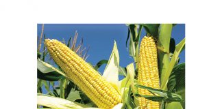 Quality overview of the 2020 maize crop