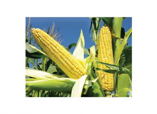 Quality overview of the 2020 maize crop