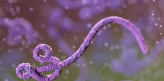 Meer oor die Ebolavirussiekte