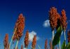 Sorghum – waar lê die voorrade?