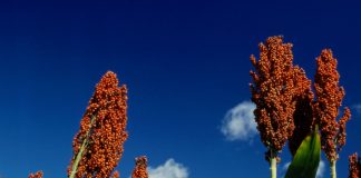 Sorghum – waar lê die voorrade?