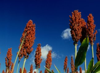 Sorghum – waar lê die voorrade?