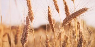 Why are wheat prices not trading at normal levels?