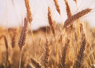 Why are wheat prices not trading at normal levels?