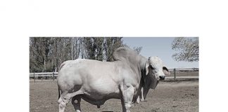 Hoeveel moet ek vir ‘n bul betaal?
