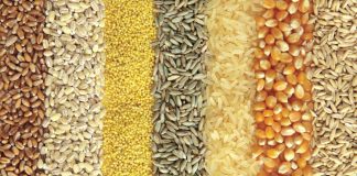 New trading environment analysed at 25th International Grains Council Conference