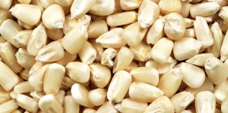 White maize quality comparisons – local versus imported