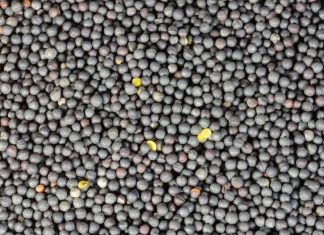 Kanolasaad: Beskikbaarheid, pryse en hoe vergelyk dit internasionaal?