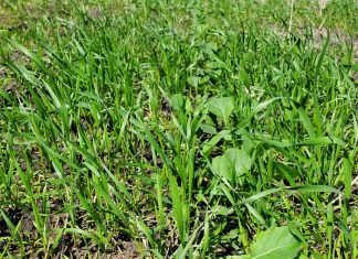‘n Kykie na onkruid- en swambeheer op kanola