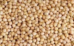 A look at the soybean crop quality of the 2013/2014 production season