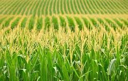 Quality overview of imported and local maize