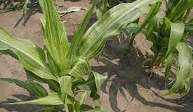 Wat neem ‘n plant werklik deur sy blare op?