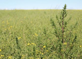 ‘n Blik op onkruidbeheer in die Wes-Kaap
