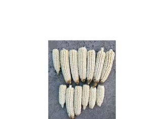 Presisie-beginsels én presiese produsente verhoog winste