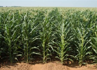 Plant health is critical to sustainable and profitable production