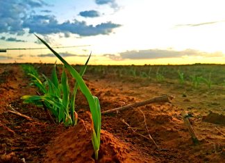 Gunstige mikrobes in volhoubare landbou