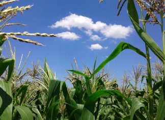 Wat jy moet weet oor nuwe P-riglyne vir mielies