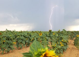 KLIMAATSLIM-LANDBOU is sleutel tot voedselsekerheid