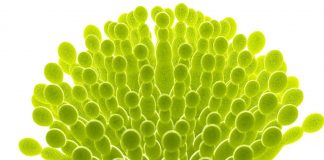 Maize quality 2016/2017: Special focus on mycotoxins