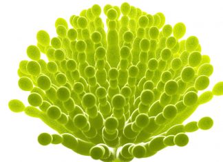 Maize quality 2016/2017: Special focus on mycotoxins