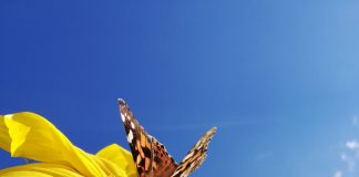 Importance of monitoring insects in a management programme