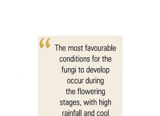 Certified seed – your first defence against Sclerotinia in soybeans