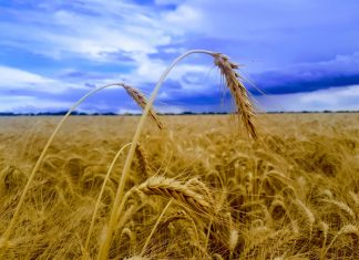 Heffing om telers te vergoed