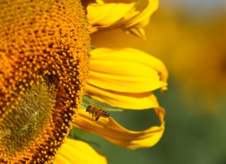 Goeie arbeidspraktyke en -verhoudinge in die kollig