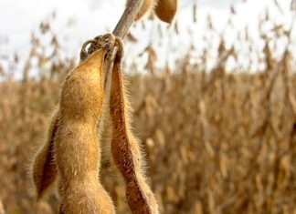 Sojaboondifferensiaal nie geïmplementeer nie