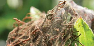 Tweekolspinmyte op mielies onder die vergrootglas