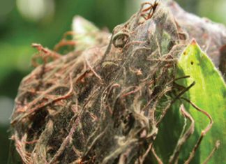 Tweekolspinmyte op mielies onder die vergrootglas