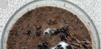 Management of Sclerotinia head and stem rot