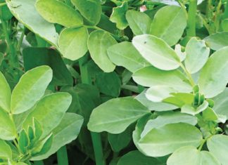 Onkruiddoderweerstand in die Wes-Kaap is nie ’n mite nie