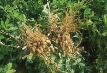 WAARDEVOLLE grondboonwenke