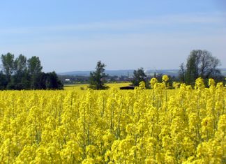 Spreek probleme met kanolasaadkwaliteit tydig aan