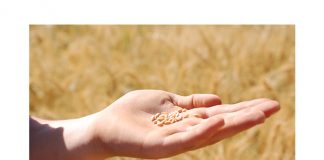 GROWING world grain market can benefit local industry