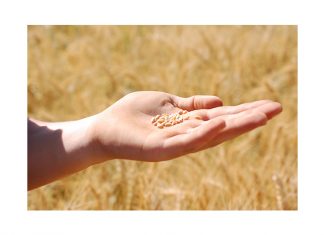 GROWING world grain market can benefit local industry