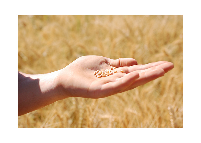 GROWING world grain market can benefit local industry