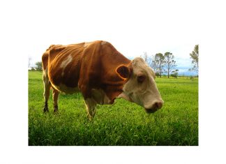 Genoomredigering op internasionale vlak bespreek