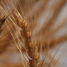 Voorgestelde veranderings in koringgradering
