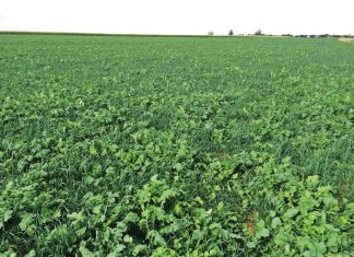 Integrated crop and pasture-based livestock production systems – Part 26: Integration of pasture leys with grain crop systems